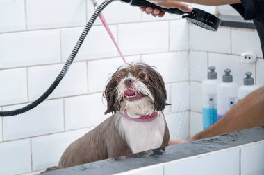 İki buçuk yaşındaki kahverengi ve beyaz Shih Tzu, evcil hayvan bakımı alıyor _ 7.