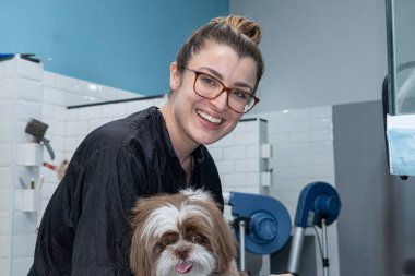 İki buçuk yaşındaki kahverengi ve beyaz Shih Tzu, evcil hayvan bakımı alıyor _ 43.