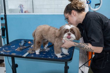 İki buçuk yaşındaki kahverengi ve beyaz Shih Tzu, evcil hayvan bakımı alıyor _ 51.