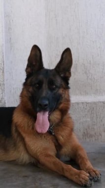 İki yaşında kadın Alman kurdu, dili dışarıda yatıyor..