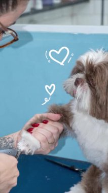 İki buçuk yaşındaki kahverengi ve beyaz Shih Tzu, evcil hayvan bakımı alıyor _ 1.
