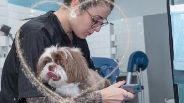 İki buçuk yaşındaki kahverengi ve beyaz Shih Tzu, evcil hayvan bakımı alıyor _ 2.