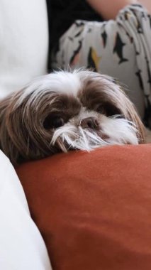 Shih Tzu köpeği kanepeye uzanmış kameraya bakıyor ve gözlerini kırpıyor _ 1.