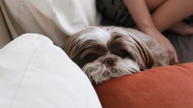 Shih Tzu köpeği kanepeye uzanmış kameraya bakıyor ve gözlerini kırpıyor..