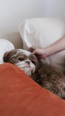 Shih Tzu köpeği kanepede yatar, kameraya bakar ve bir çocuktan sevgi görür..