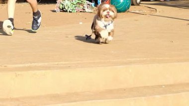İki buçuk yaşındaki Shih Tzu köpeği halka açık bir meydanda topunu kovalıyor..