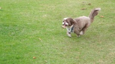 Güneşli bir günde çimlerde koşan Shih tzu köpeği..