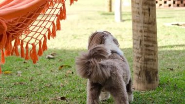 Shih tzu köpeği geriye bakıyor ve bahçeyi gözlemliyor _ 10.