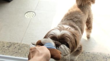 Shih tzu köpeği ve onun oyuncağıyla oynayan adam _ slow motion _ 1.