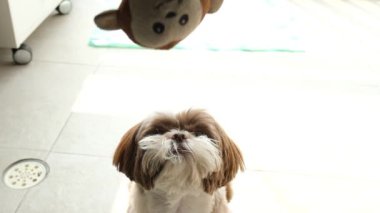 Shih tzu köpeği ve onun oyuncağıyla oynayan adam _ slow motion _ 2.