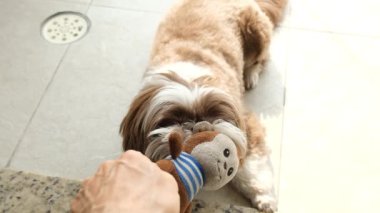 Shih tzu köpeği ve onun oyuncağıyla oynayan adam _ yavaş çekim _ 3.