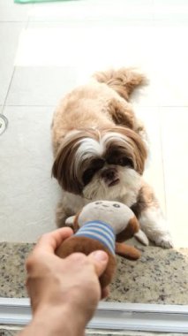 Shih tzu köpeği ve onun oyuncağıyla oynayan adam _ yavaş çekim _ 4.