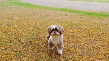 Sarı çiçeklerin üzerine dilini çıkarmış Shih Tzu köpeği. _ 2.