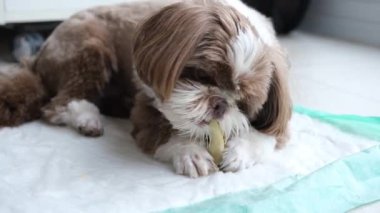 3 yaşındaki Shih Tzu köpeği kavun çiğneyip tükürüyor..