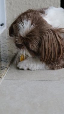 3 yaşındaki shih tzu köpeği kavun çiğniyor ve tükürüyor kabuk _ yavaş çekim _ c.