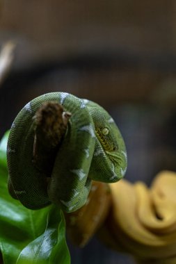 Bebek zümrüt ağacı boa yılanı ağaç dalına sarılmış _ Corallus caninus _ dikey.