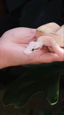 Bir kadının elindeki piton pitonu Puma Pastel şekli _ dikey.