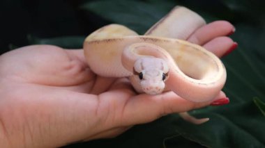 Yavru piton pitonu Puma Pastel bir kadının elinde şekilleniyor..