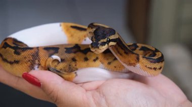 Pied bebeği pitonu bir kadının elinde..