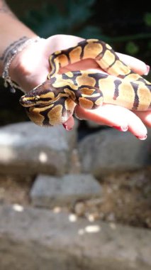 Bir kadının elindeki piton pitonu Enchi şekli _ dikey.