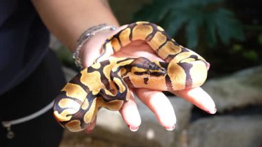 Yavru piton pitonu Enchi bir kadının elinde şekil değiştirir..