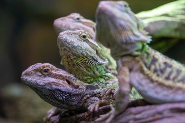 Bir ağaç dalında bir grup sakallı ejderha yaklaşıyor..