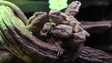 Ağaç dalında bir grup sakallı ejderha..