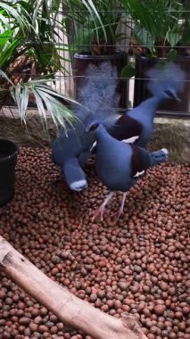 Güzel bir Goura güvercini tepesinin güzelliğini göstermektedir..