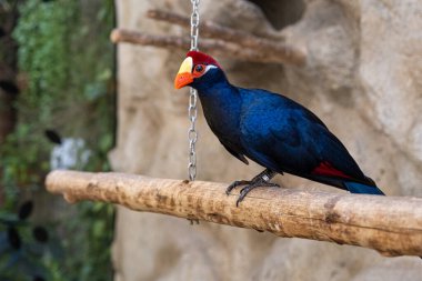 Koyu mavi turako bir kütüğe tünemiş..