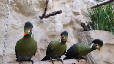 Bir kaç yeşil turako bakıcılarının parmaklarını gagalıyor..