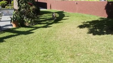 Shih tzu köpeği güneşli bir günde çimlerin üzerinde mutlu bir şekilde koşuyor..