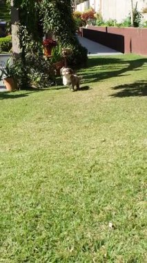 Shih tzu köpeği güneşli bir günde çimlerin üzerinde mutlu bir şekilde koşuyor..