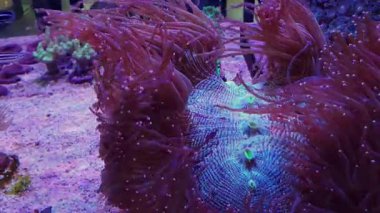 Zarif bir mercanın tüm güzelliği balıklarla dolu bir akvaryuma batmış..