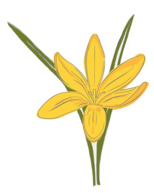 Sarı çiçek, vektör illüstrasyonu, bitki