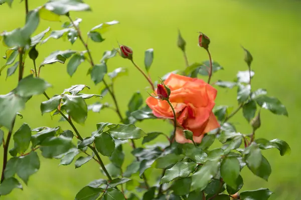Bahçede açan romantik turuncu gül, aşkın, umudun ve huzurun sembolü.