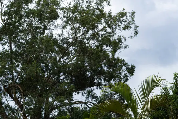 Ormanın arka planında palmiye ağaçları