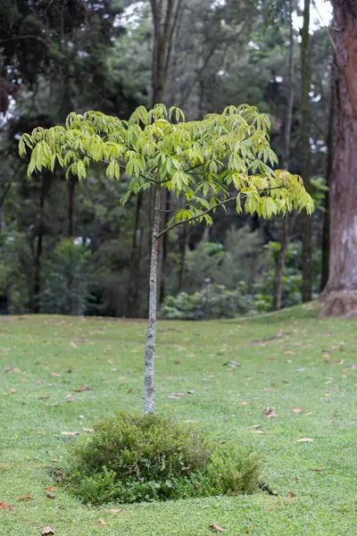 Ağaç ve yeşil çimen arka planı. güzel doğa