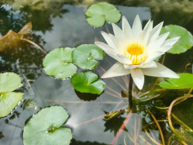 Beyaz nilüfer çiçeği ya da suda yüzen nilüfer çiçeği