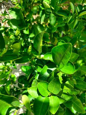 Ağaçtaki yeşil limon yaprakları Arka bahçede, yenilenmiş hissediyorum