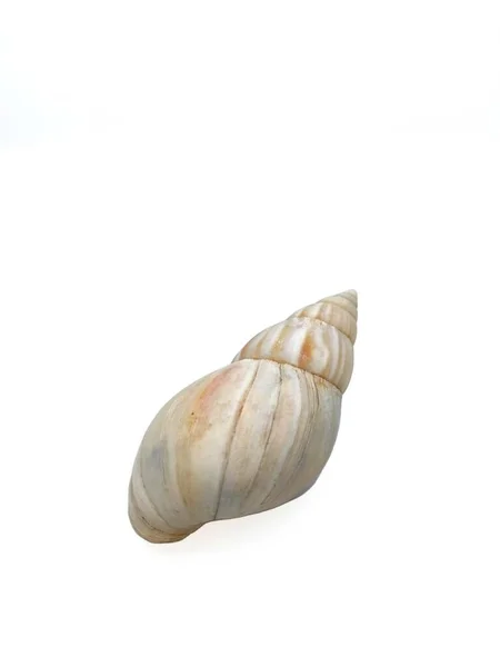 Sea Shell White Background — Stock Photo, Image