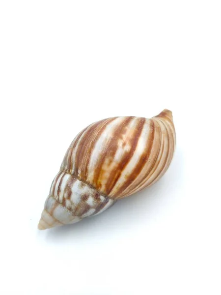 白色背景的海贝壳 — 图库照片