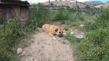 Toz kopan kopek oyun oynamak ister 