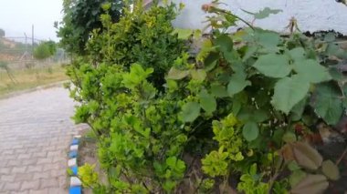 Arilar sevisiyor, hayvanlar aleminde sor 