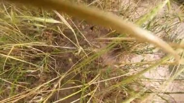 Arilar sevisiyor, hayvanlar aleminde sor 