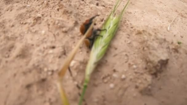 Böceklerin Çiftleşmesi Doğal Hayatta Sevişmesi — Stok video