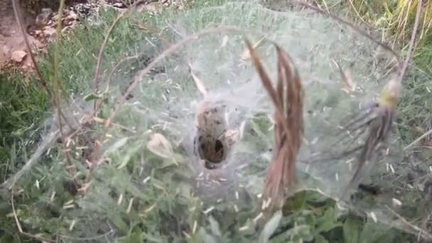Yuvasında Yemek Yiyen Bir Örümcek — Stok video