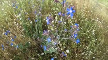 Mavi cicekler guzel gorunuyorlar 