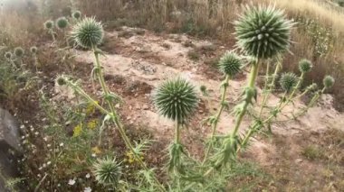 Karahindiba bitkisi ve kus sesleri 