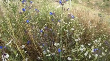 Mavi cicek, kus sesleri ve manzara