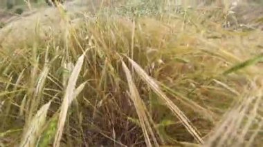 Bugday basaklari arasinda kisa cekim 